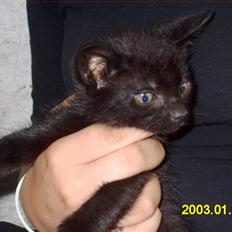 Blanding af racer Peter *Savner dig mus*