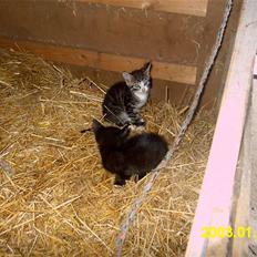 Blanding af racer Peter *Savner dig mus*