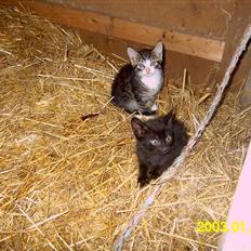 Blanding af racer Peter *Savner dig mus*