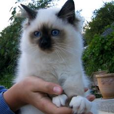 Hellig Birma Chicabee's Calypso