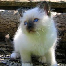 Hellig Birma Chicabee's Calypso