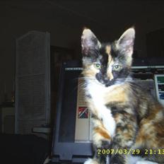 Blanding af racer Coco chanel