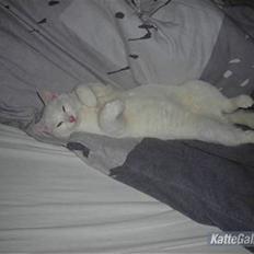 Huskat Ib star (EFTERLYSES!!!!!)