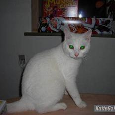 Huskat Ib star (EFTERLYSES!!!!!)