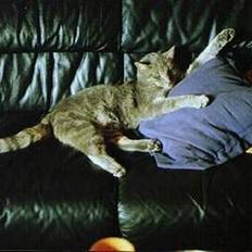 Blanding af racer Victor