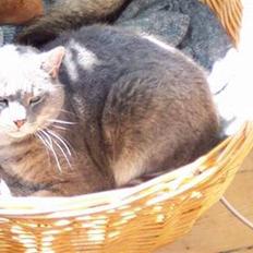 Blanding af racer Victor