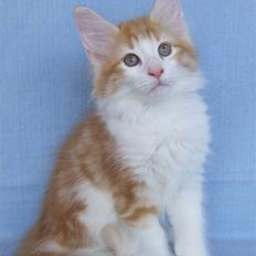 Norsk Skovkat Dannebros Flying Dutchman