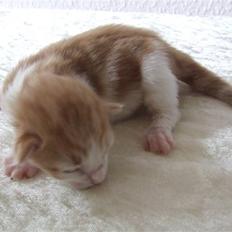 Norsk Skovkat Dannebros Flying Dutchman