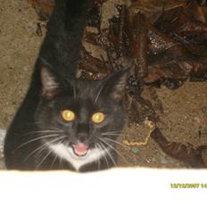 Blanding af racer Lullu (Død) :'(