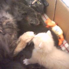 Blanding af racer O'Mally  (Død) :'(