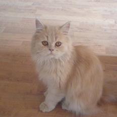 Blanding af racer Isabella