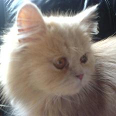 Blanding af racer Isabella