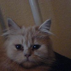 Blanding af racer Isabella