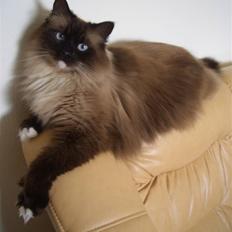 Blanding af racer Oliver *Solgt*