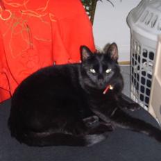 Huskat Kisser *Mors Pige*