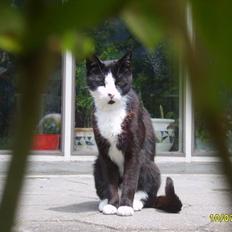 Huskat Kasmir - HVIL I FRED :(