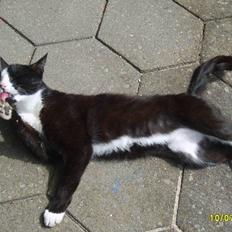 Huskat Kasmir - HVIL I FRED :(