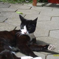 Huskat Kasmir - HVIL I FRED :(