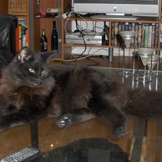 Blanding af racer Saga Negro