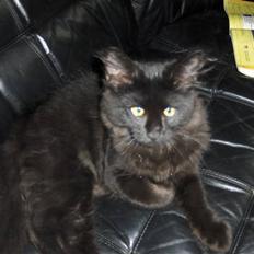 Blanding af racer Saga Negro