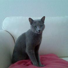 Russian Blue Shiva