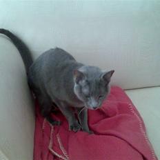 Russian Blue Shiva