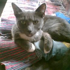 Huskat futte (( R.I.P )) :´(