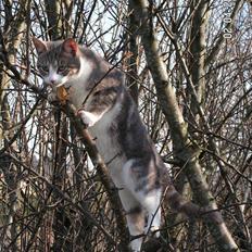 Huskat Grismis (Væk)