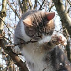 Huskat Grismis (Væk)