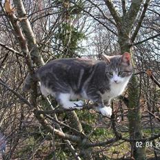 Huskat Grismis (Væk)