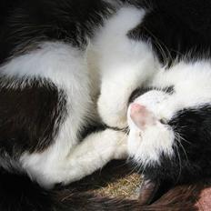 Blanding af racer Spice