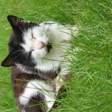 Blanding af racer Spice