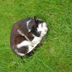 Blanding af racer Spice