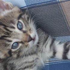 Huskat tigermis *solgt* :(