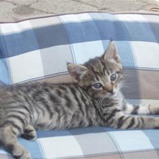Huskat tigermis *solgt* :(