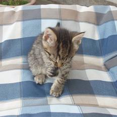 Huskat tigermis *solgt* :(