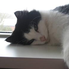 Blanding af racer Zorro