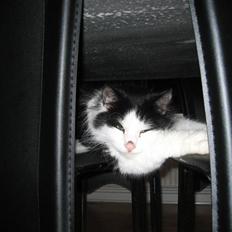 Blanding af racer Zorro