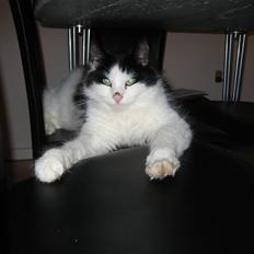 Blanding af racer Zorro