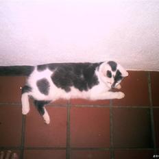 Blanding af racer Bamse  † R.I.P †