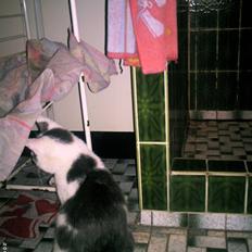 Blanding af racer Bamse  † R.I.P †