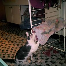 Blanding af racer Bamse  † R.I.P †