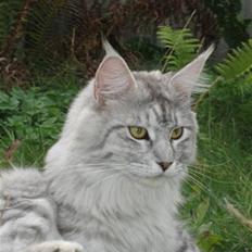 Maine Coon Mountaineer's Rianna