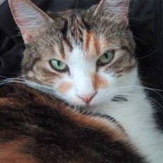 Huskat Miss MAXI  1999-2019