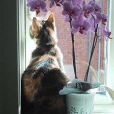 Huskat Miss MAXI  1999-2019