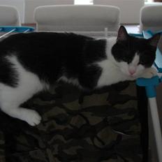 Huskat Baby (/Feya)  23/6-2006 - 28/7-2018. 