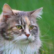 Maine Coon Breidabliks Artemis 