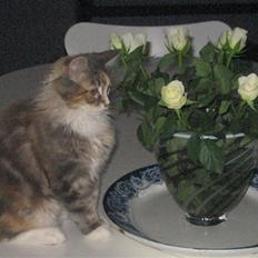 Maine Coon Breidabliks Artemis 