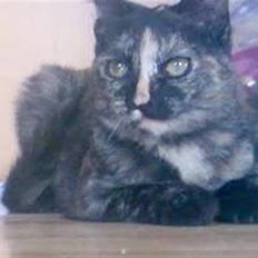 Huskat Naomi (solgt)