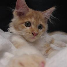 Maine Coon Ozzy
